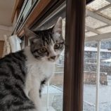 5月11日のひたちなか店に参加するのネコスぺ事務局の保護猫14