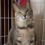 5月11日のひたちなか店に参加するのネコスぺ事務局の保護猫15