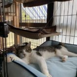 5月11日のひたちなか店に参加するのネコスぺ事務局の保護猫17