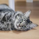 5月11日のひたちなか店に参加するのネコスぺ事務局の保護猫18