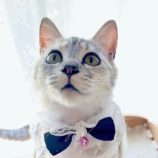 5月11日のひたちなか店に参加するのネコスぺ事務局の保護猫19