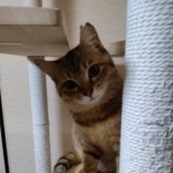 5月18日のひたちなか店に参加するのホーリーキャットの保護猫01