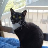 5月18日のひたちなか店に参加するのホーリーキャットの保護猫02