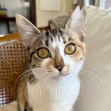 5月18日のひたちなか店に参加するのホーリーキャットの保護猫04