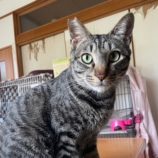 5月18日のひたちなか店に参加するのホーリーキャットの保護猫07