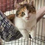 5月18日のひたちなか店に参加するのホーリーキャットの保護猫13