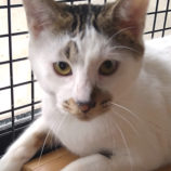 5月18日のひたちなか店に参加するのホーリーキャットの保護猫18