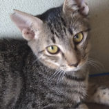 5月18日のひたちなか店に参加するのホーリーキャットの保護猫19