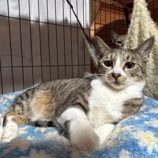 6月1日の君津店に参加する猫レンジャーの保護猫01