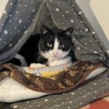 6月1日の君津店に参加する猫レンジャーの保護猫03