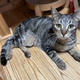 6月1日の君津店に参加する猫レンジャーの保護猫04