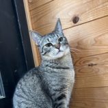 6月1日の君津店に参加する猫レンジャーの保護猫05