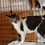 6月1日の君津店に参加する猫レンジャーの保護猫06