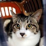 6月1日の君津店に参加する猫レンジャーの保護猫07