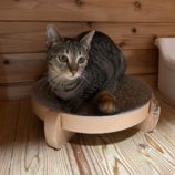 6月1日の君津店に参加する猫レンジャーの保護猫08