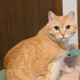 6月1日の君津店に参加する猫レンジャーの保護猫09