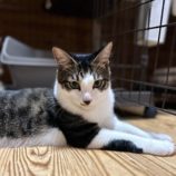 6月1日の君津店に参加する猫レンジャーの保護猫10