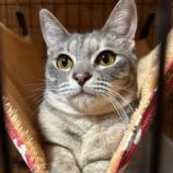 6月1日の君津店に参加する猫レンジャーの保護猫11