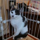 6月1日の君津店に参加する猫レンジャーの保護猫13