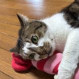 6月1日の君津店に参加する猫レンジャーの保護猫14