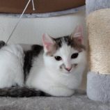 6月1日の君津店に参加する猫レンジャーの保護猫15