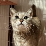 6月1日の君津店に参加する猫レンジャーの保護猫16