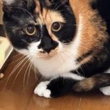 6月1日の君津店に参加する猫レンジャーの保護猫17