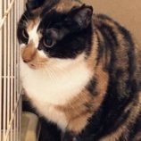 6月1日の君津店に参加する猫レンジャーの保護猫18