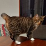 6月1日の君津店に参加する猫レンジャーの保護猫19