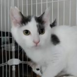 6月1日の君津店に参加する猫レンジャーの保護猫20