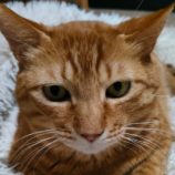 5月25日の君津店に参加する富津ねこネットの保護猫01