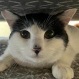 5月25日の君津店に参加する富津ねこネットの保護猫02