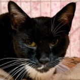 5月25日の君津店に参加する富津ねこネットの保護猫03