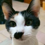 5月25日の君津店に参加する富津ねこネットの保護猫04