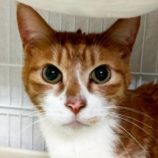 5月25日の君津店に参加する富津ねこネットの保護猫05