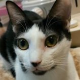 5月25日の君津店に参加する富津ねこネットの保護猫06