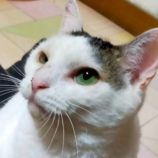 5月25日の君津店に参加する富津ねこネットの保護猫08