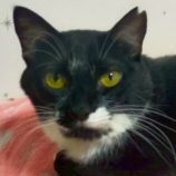 5月25日の君津店に参加する富津ねこネットの保護猫09