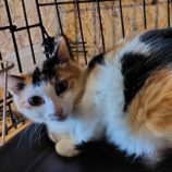 5月18日の古河店に参加するのにゃんこの大冒険の保護猫01