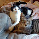 5月18日の古河店に参加するのにゃんこの大冒険の保護猫02