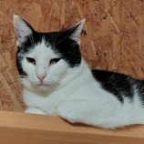 5月18日の古河店に参加するのにゃんこの大冒険の保護猫03