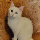 5月18日の古河店に参加するのにゃんこの大冒険の保護猫05