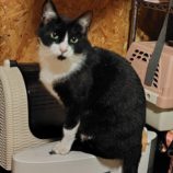 5月18日の古河店に参加するのにゃんこの大冒険の保護猫06