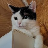 5月18日の古河店に参加するのにゃんこの大冒険の保護猫07