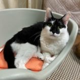 5月11日の瑞穂店に参加するのまたたび家の保護猫01