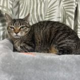 5月11日の瑞穂店に参加するのまたたび家の保護猫02