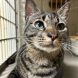 5月11日の瑞穂店に参加するのまたたび家の保護猫03