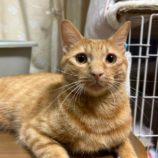 5月11日の瑞穂店に参加するのまたたび家の保護猫04