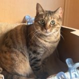 5月11日の瑞穂店に参加するのまたたび家の保護猫05