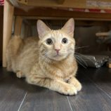 5月11日の瑞穂店に参加するのまたたび家の保護猫07